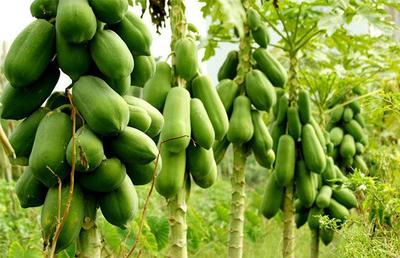 探尋海南農(nóng)村創(chuàng)業(yè)新機(jī)遇 初級(jí)農(nóng)產(chǎn)品的穩(wěn)定盈利之路