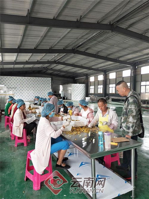 從泥土到金磚 云南某鄉(xiāng)以初級(jí)農(nóng)產(chǎn)品加工撬動(dòng)脫貧致富路