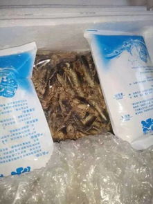 淘寶生螞蚱算初級(jí)農(nóng)產(chǎn)品嗎？深度解析定義、風(fēng)險(xiǎn)與購(gòu)買須知